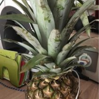 Ananas Costa Rica