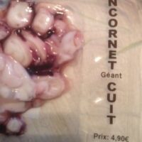 Encornet geant cuit coupe
