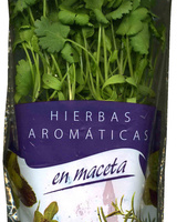 Maceta de cilantro