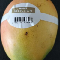 Mangue