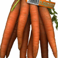 Zanahorias