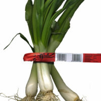 Spring Tender Onions White
