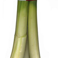 Puerros "VC Vegetables Curro"