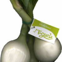 Spring Tender Onions White