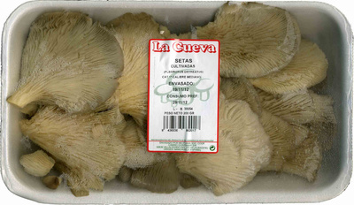 Setas pleorotus Setas pleorotus