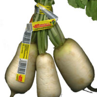 Nabos White "VC Vegetables Curro"