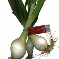 Spring Tender Onions White