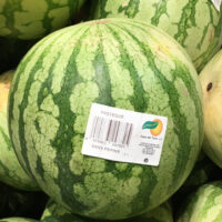 Pastèque sans pépins
