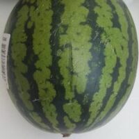 Pastèque