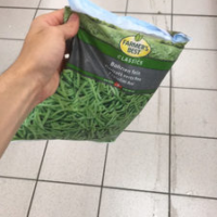 haricots verts fins