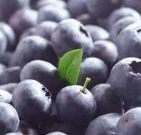 Blauwe bes framboos
